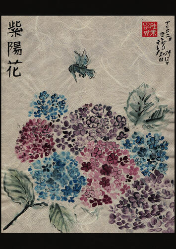 紫陽花